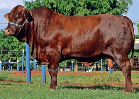 For more info contact Don 308-383-7148 Buyer&x27;s premium included in price USD 160. . Livestock for sale in zambia